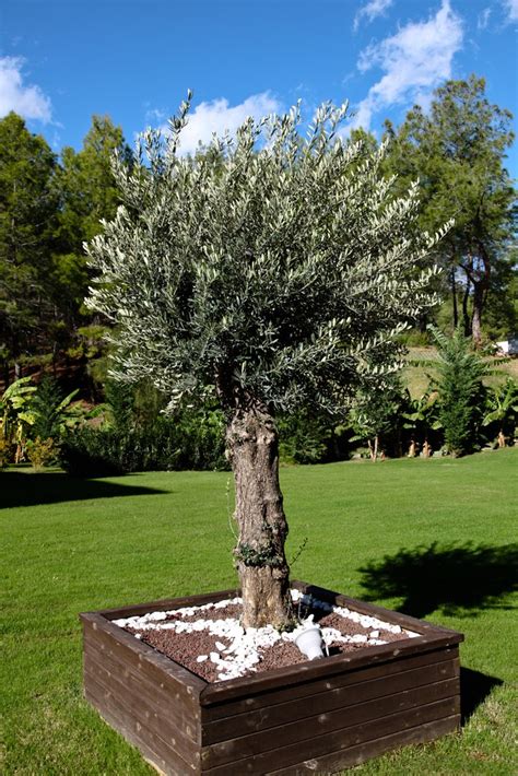 durée de vie olivier